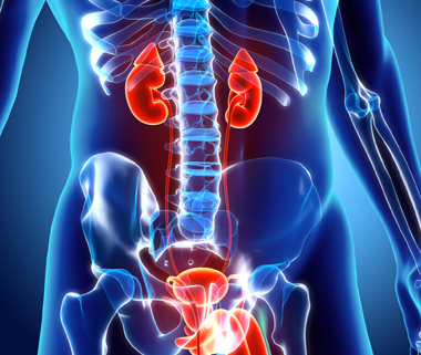 Urologia